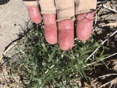 Cryptantha maritima maritima