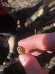 Triodopsis tridentata