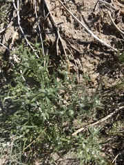 Cryptantha maritima maritima