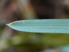 Sesleria uliginosa