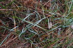 Sesleria uliginosa, photograph Patrick Hacker, CC BY, iNaturalist via GBIF
