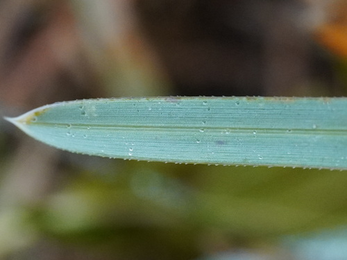 Sesleria uliginosa, photograph 1