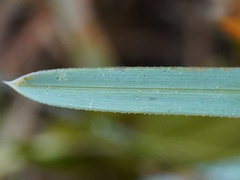 Sesleria uliginosa, photograph Patrick Hacker, CC BY, iNaturalist via GBIF