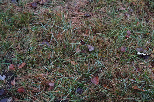 Sesleria uliginosa, photograph 3