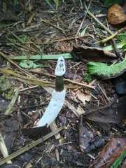 Staheliomyces cinctus