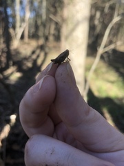 Tettigidea lateralis
