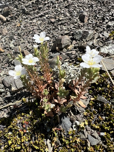 Epilobium rostratum observed 2026-01-09