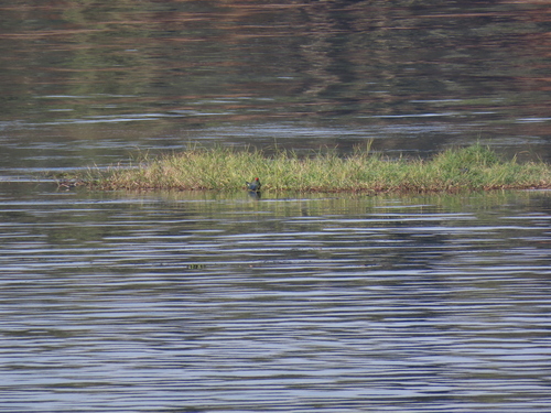 iNaturalist: (c) filippoceccolini, some rights reserved (CC BY-NC), uploaded by filippoceccolini iNaturalist image