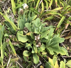 Sonchus megalocarpus