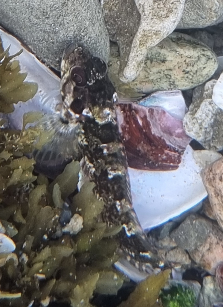 Bluntnose klipfish (Clinus cottoides) — Clinidae