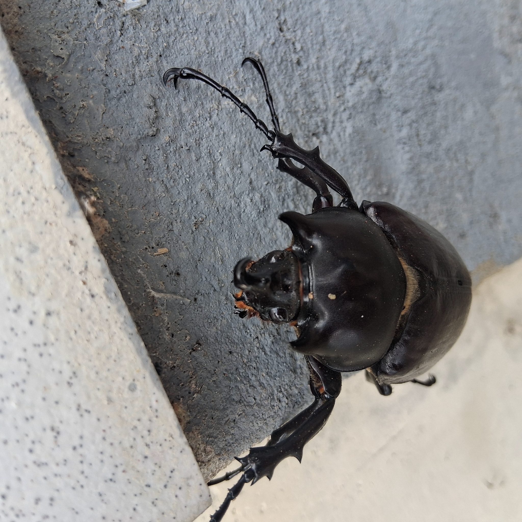 Megasoma actaeon