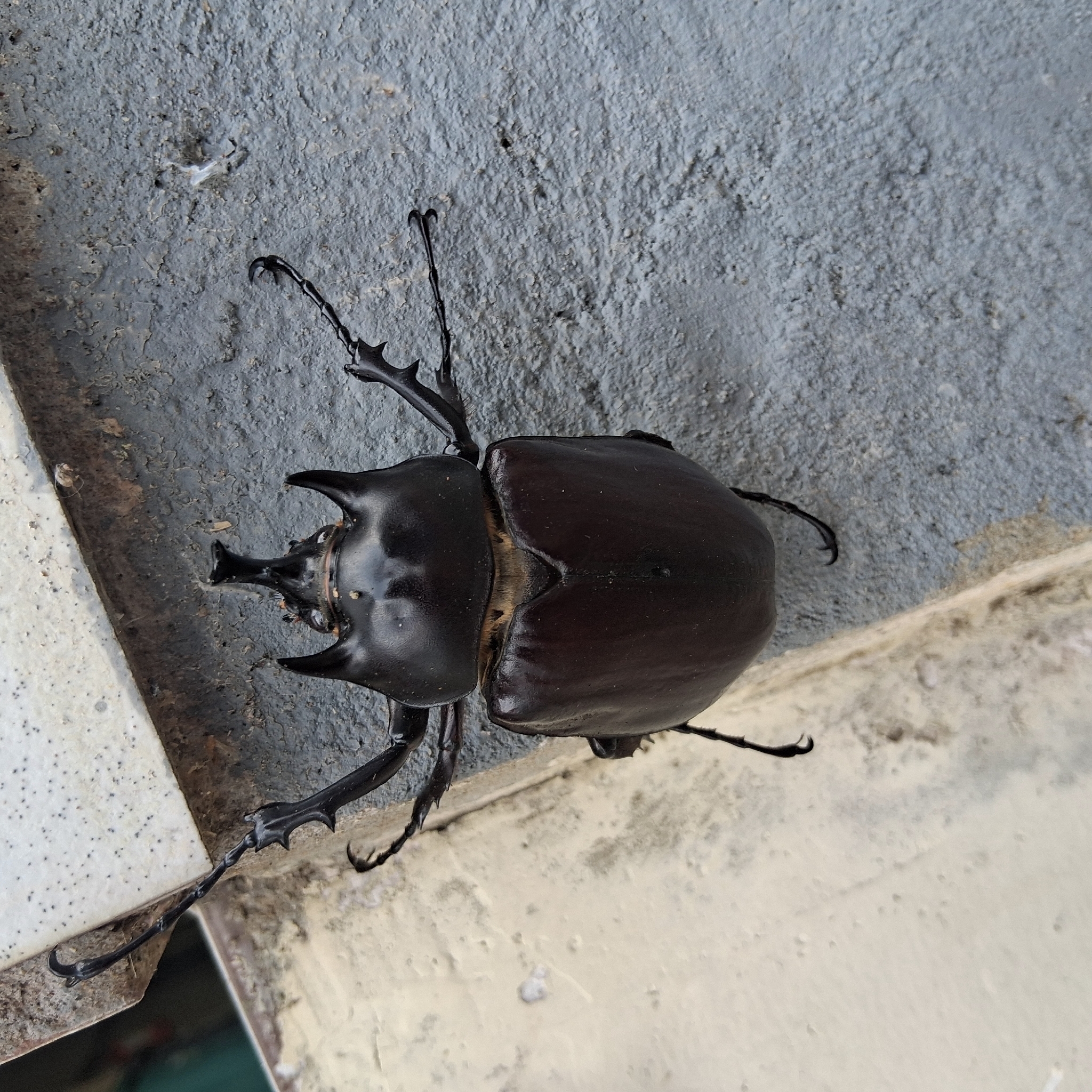 Megasoma actaeon