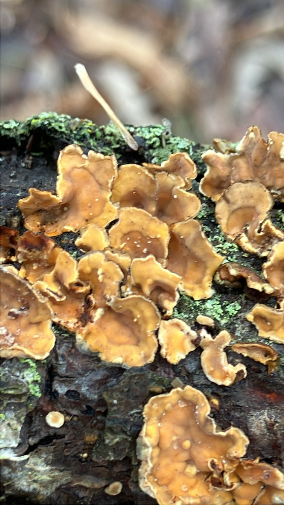 Stereum complicatum · January 2026 · photo: © samallonthesciencemon (iNaturalist, cc0)