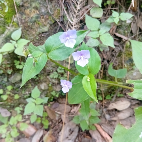 Spotted Widow's Tears (Tinantia pringlei)