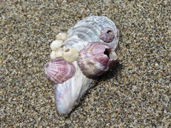 Megabalanus concinnus
