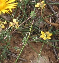 Coronilla repanda dura