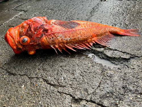 Bronzespotted rockfish (Sebastes gilli) — Sebastidae — 5