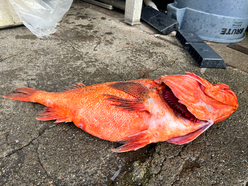 Bronzespotted rockfish (Sebastes gilli) — Sebastidae — 3