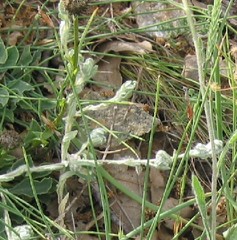 Bombycilaena erecta