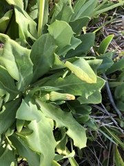 Sonchus megalocarpus