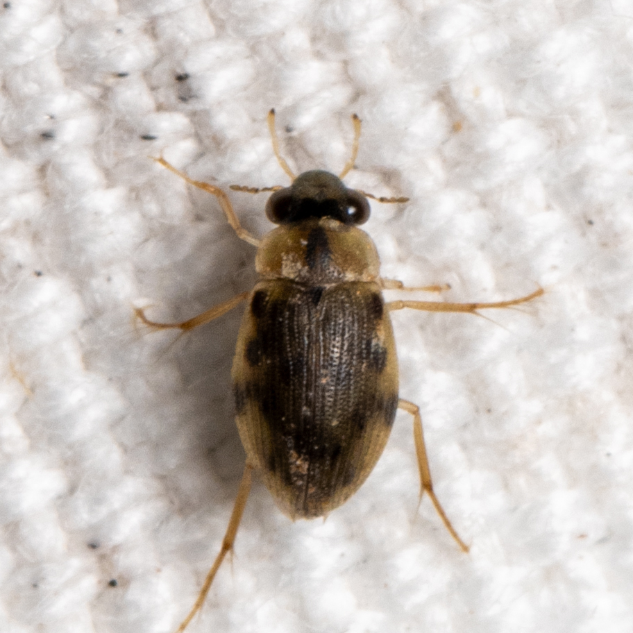 Berosus pugnax