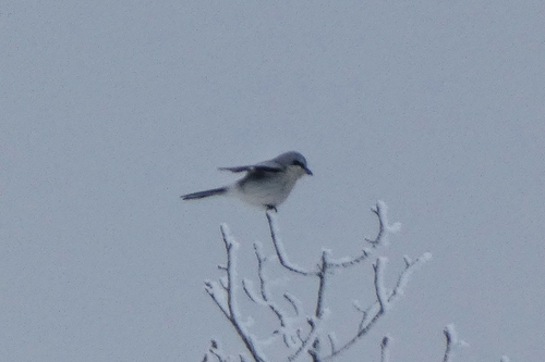 Northern Shrike (Lanius borealis), photo 6