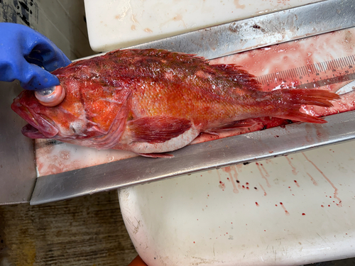 Greenspotted rockfish (Sebastes chlorostictus) — Sebastidae