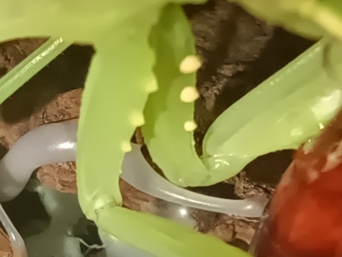 Giant Asian Mantis