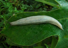Vaginulus taunaisii