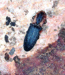 Lacon discoideus