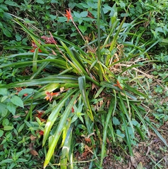 Aechmea tillandsioides