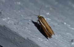 Orocrambus melitastes