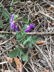 Solanum demissum