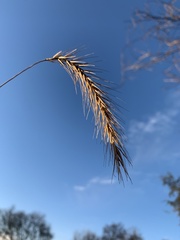 Elymus villosus