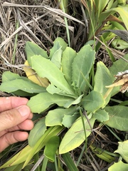 Sonchus megalocarpus