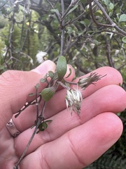 Clematis marata, photograph (c) Hannah Rogers, some rights reserved (CC BY)