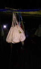 Trimeresurus sumatranus