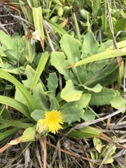Sonchus megalocarpus
