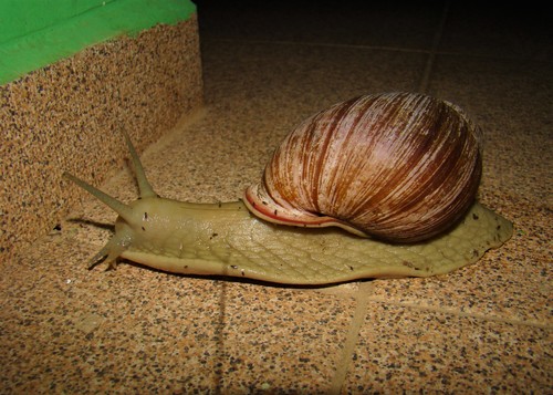 Megalobulimus paranaguensis