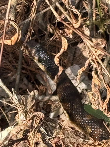Banded Watersnake