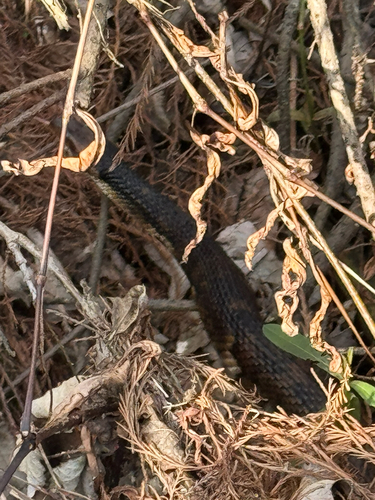 Banded Watersnake