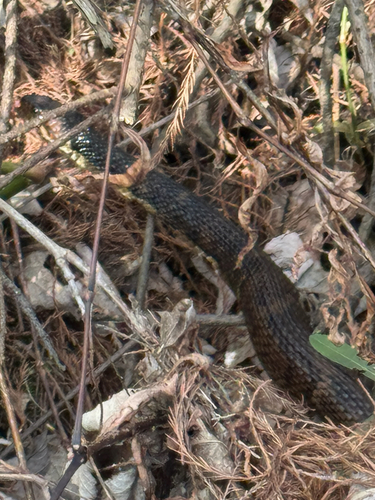 Banded Watersnake