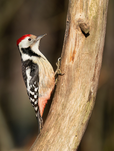 Middle Spotted Woodpecker, Tilburg, NL-NB, NL, photo 5 of 10