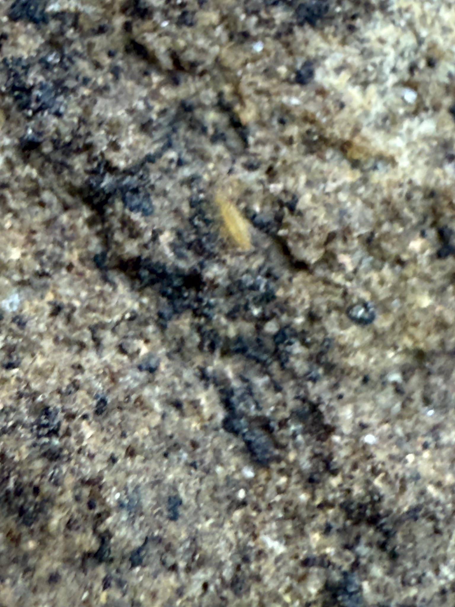 Homidia socia Denis, 1929