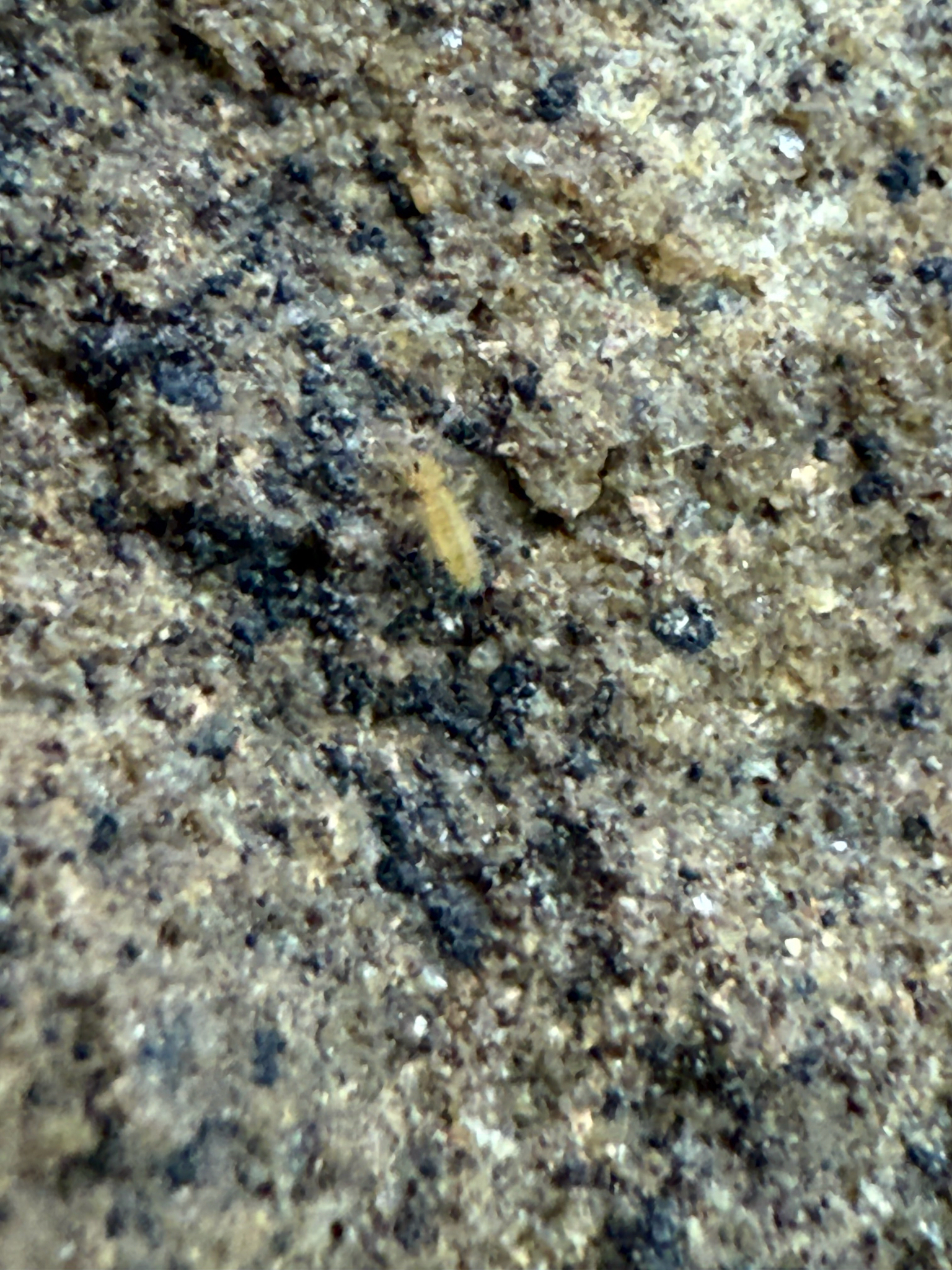 Homidia socia Denis, 1929