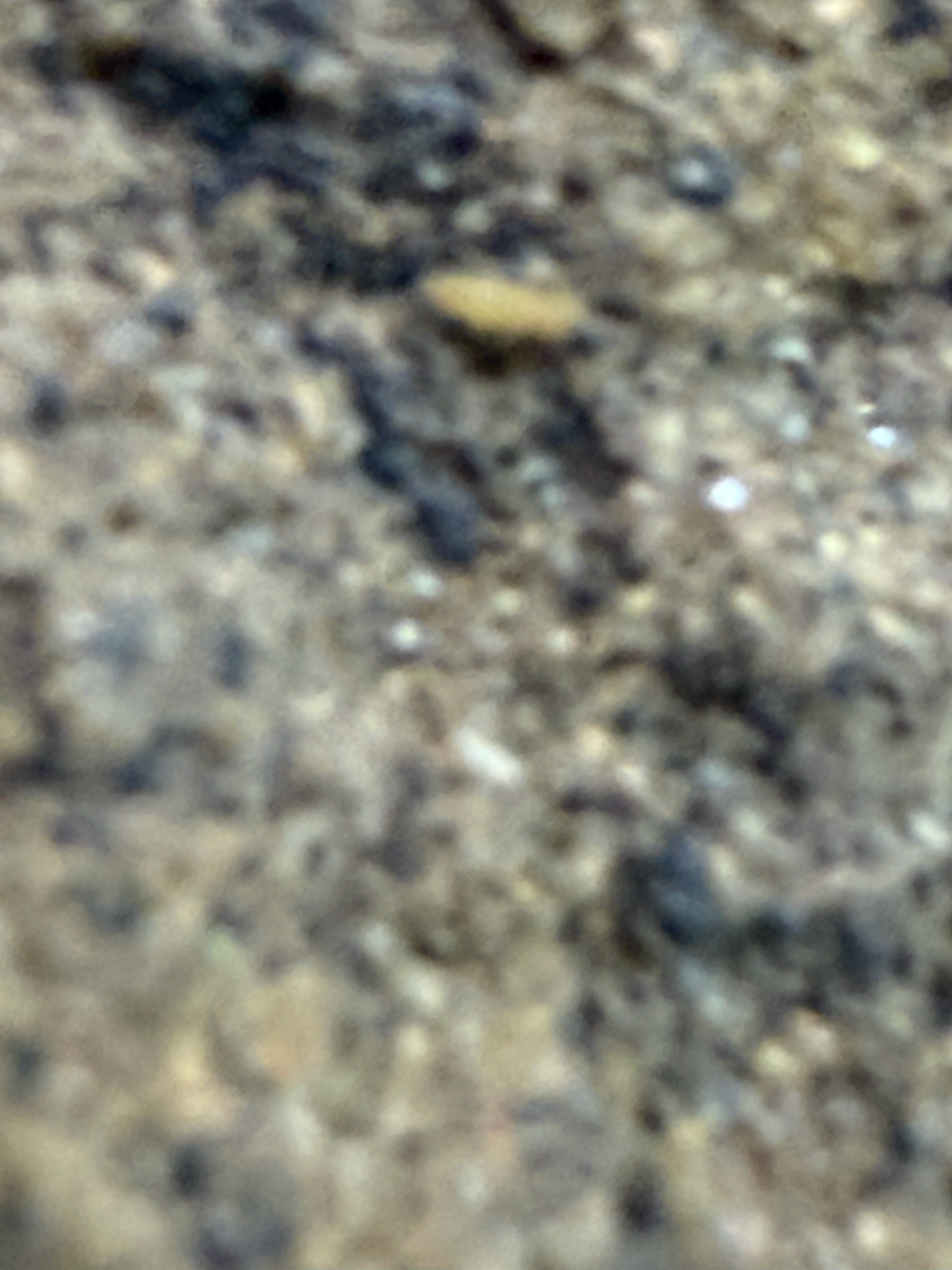 Homidia socia Denis, 1929