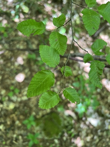 Oriental Hornbeam (Carpinus orientalis)