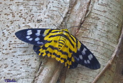 Dysphania subrepleta