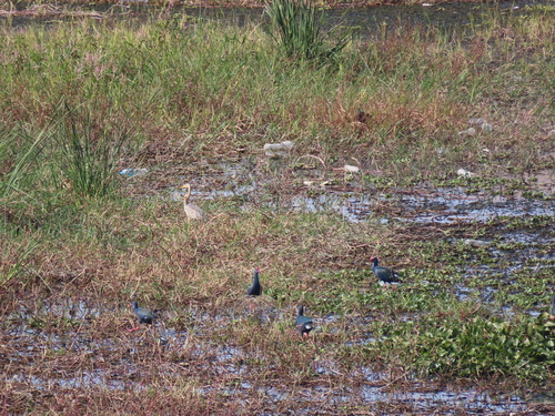 iNaturalist: (c) filippoceccolini, some rights reserved (CC BY-NC), uploaded by filippoceccolini iNaturalist image