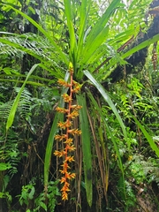 Guzmania multiflora
